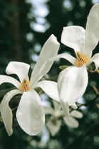 Jonge Beverboom | Magnolia kobus | 100-150cm hoogte