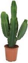 Euphorbia cactus – ↨ 75cm – ⌀ 24cm
