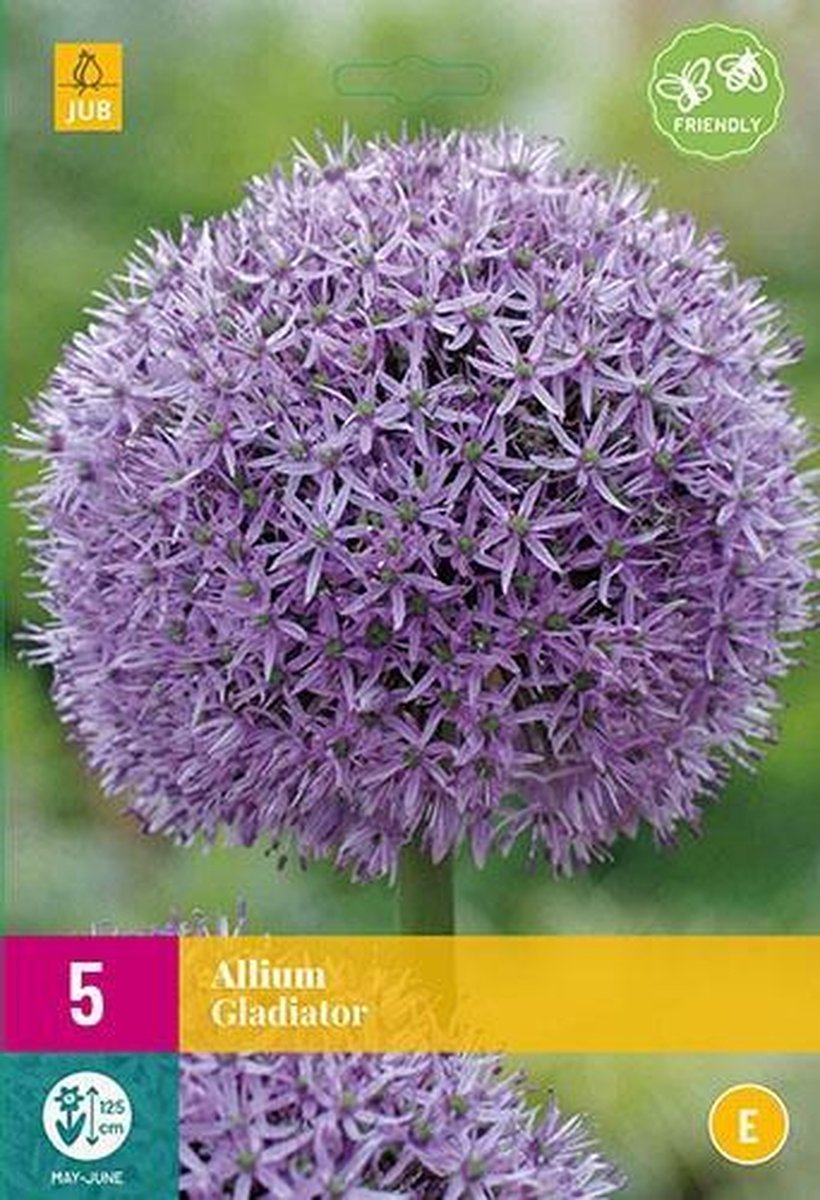 Jub Holland - bloembollen - Allium/Sierui Gladiator - maat 16/18 - 15 stuks