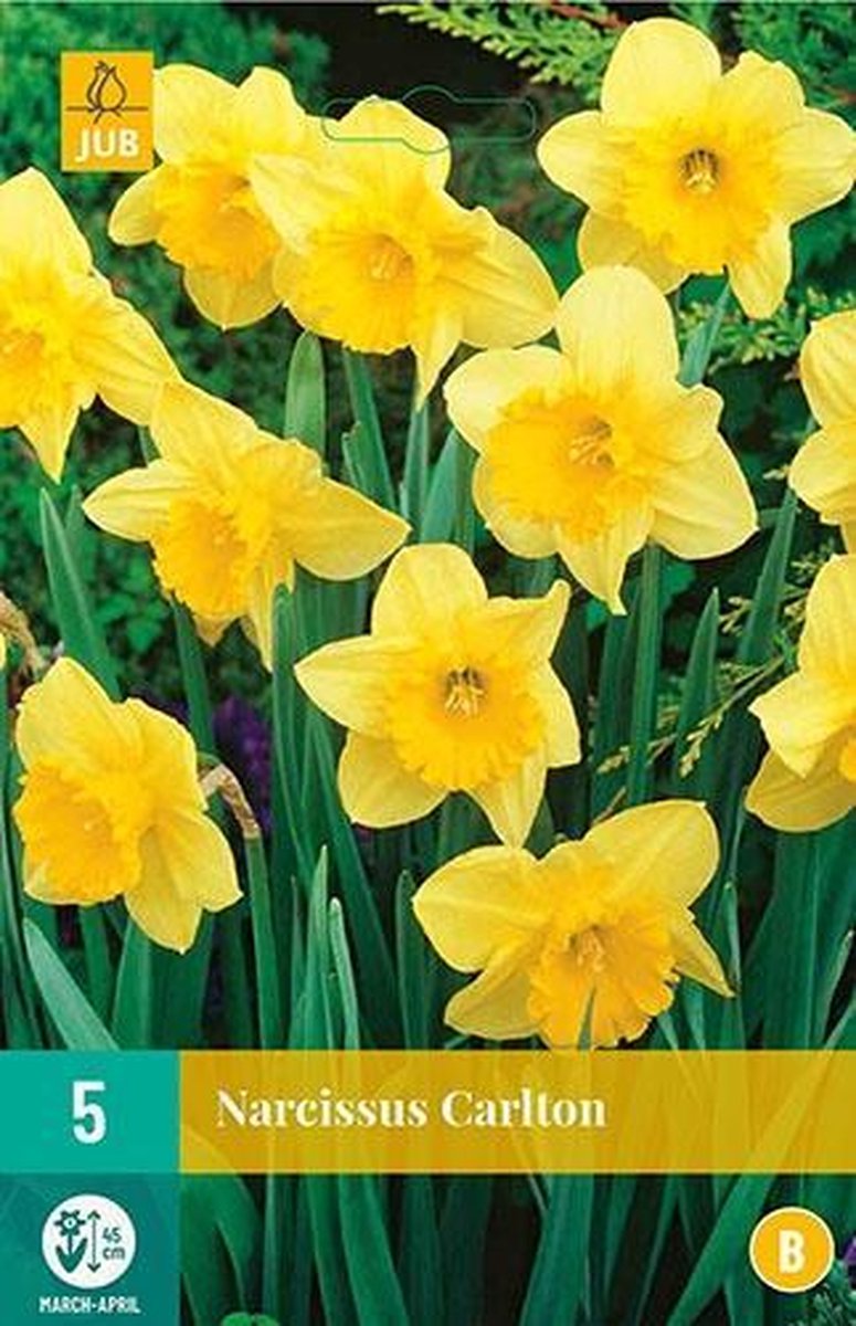 Narcis Carlton