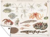 Décoration de Jardin Animaux aquatiques marins - Vintage - dessin - 40x30 cm - Toile de jardin - Affiche extérieure