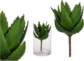 Decoratieve plant Aloë Vera (14 x 23 x 14 cm)