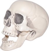Realistische plastic schedel
