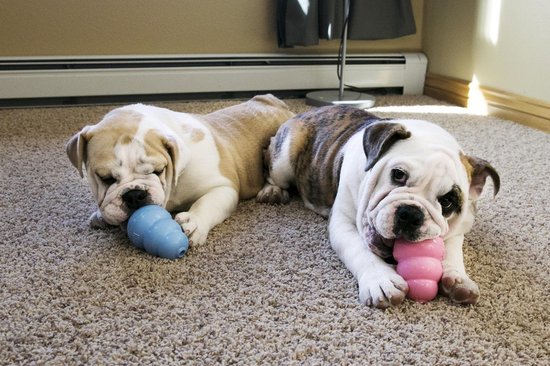 Twee bulldog pups op een tapijt: één met een blauwe KONG, de ander met een roze KONG.