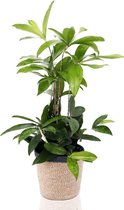 e-bloom | Kamerplant - Drakenbloedboom incl. potmand - Hoogte 65 cm - Potmaat 17 cm