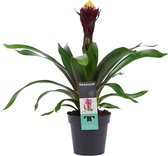 Bromelia Alto - Guzmania - Hoogte: ↑ 55 cm - Zon - Waterbehoefte: Weinig - diameter pot: 13 cm