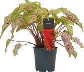 Caladium Miss Muffet - Engelenvleugels - Hoogte: ↑ 30 cm - Zon - Waterbehoefte: gemiddeld - diameter pot: 12 cm