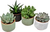 Set van vier vetplanten in Aneta keramiek ↨ 12cm - 4 stuks - planten - binnenplanten - buitenplanten - tuinplanten - potplanten - hangplanten - plantenbak - bomen - plantenspuit