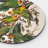 Muurcirkel Carolina Parrot Round - Plexiglas - Meerdere Afmetingen & Prijzen