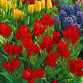 25x Tulpen - Tulipa 'Zwanenburg Variety' - rood-oranje - 25 bollen - Ø8cm