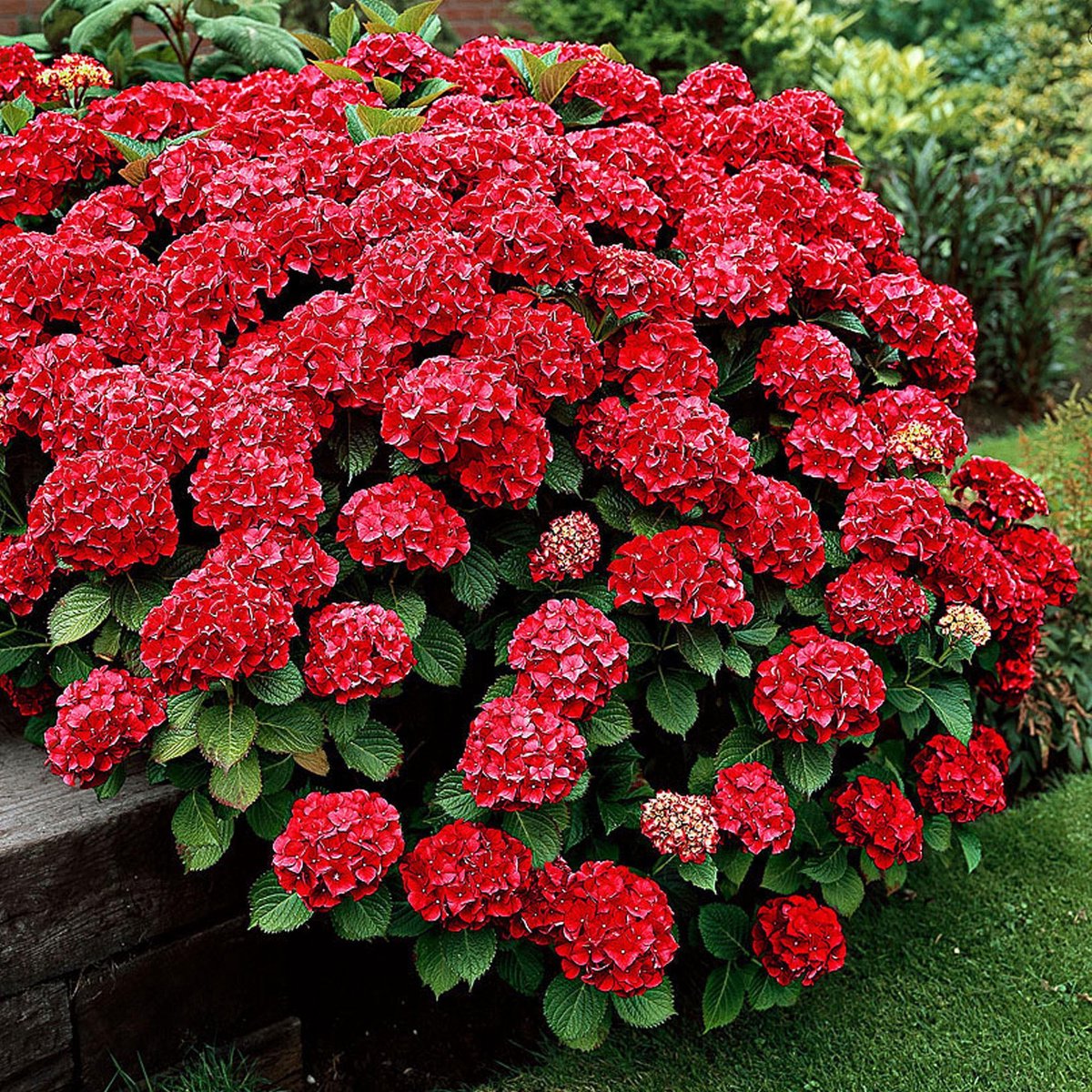Hortensia