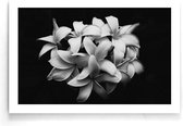 Walljar - Boeket Plumeria Bloemen - Zwart wit poster