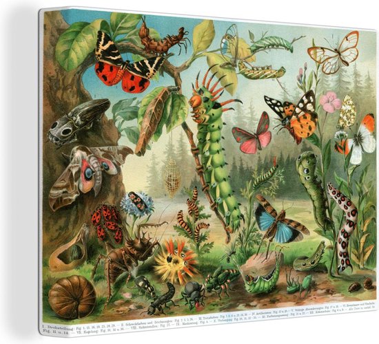 Canvas Schilderij Insecten - Illustratie - Natuur - 80x60 cm - Wanddecoratie