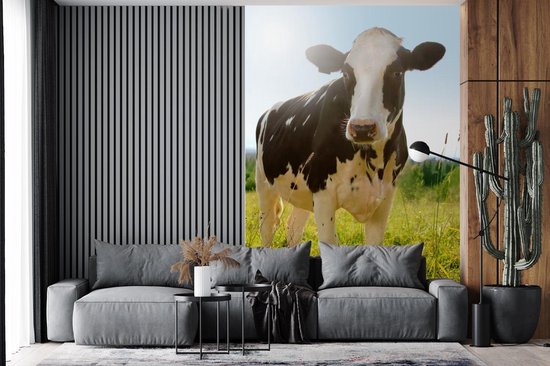 Papier peint - Papiers Papier peint photo Vache - Animaux - Macro - Soleil - Largeur 145 cm x Hauteur 220 cm