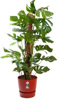 Kamerplant van Botanicly – Gatenplant in roodbruin ELHO plastic pot als set – Hoogte: 120 cm – Monstera Deliciosa