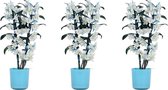 Orchideeën van Botanicly – 3 × Bamboe Orchidee incl. sierpot blauw als set – Hoogte: 50 cm, 2 takken – Dendrobium Make Upz Blue