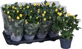 Bloem van Botanicly – Rosa Patio Hit – Hoogte: 36 cm