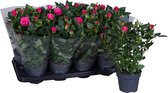 Bloem van Botanicly – Rosa Patio Hit – Hoogte: 36 cm