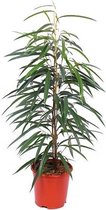 Kamerplant van Botanicly – Langbladige vijgenboom – Hoogte: 90 cm – Ficus binnendijkii Alii