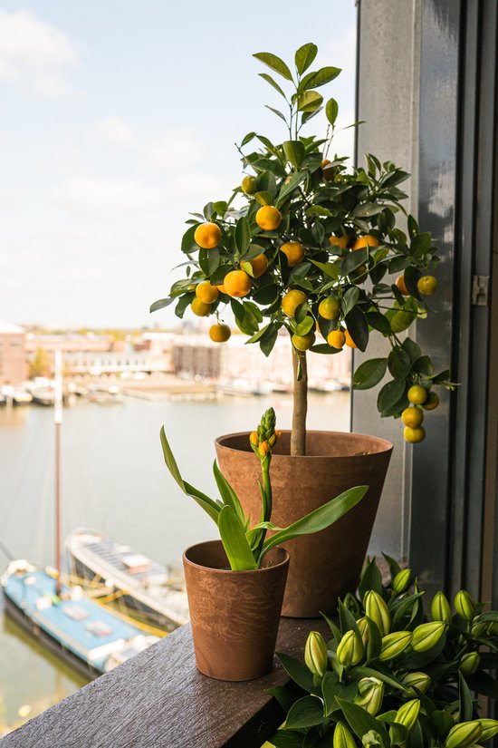 Pot de fleurs Artstone chêne clair