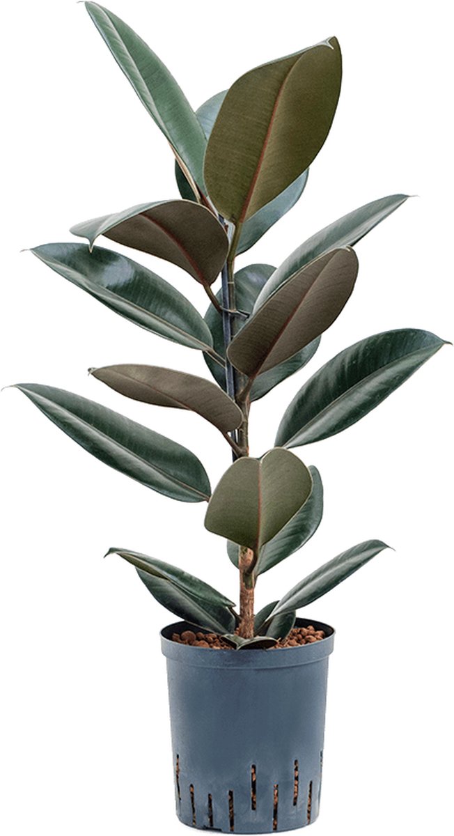 Hydroplant Ficus Elastica Abidjan