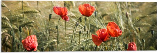 WallClassics - Acrylglas - Rode Klaprozen in het Gras - 90x30 cm Foto op Acrylglas (Met Ophangsysteem)