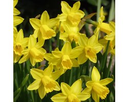 Narcis Tête á Tête | 10 stuks | 10 stuks | Cyclamineus | Geel