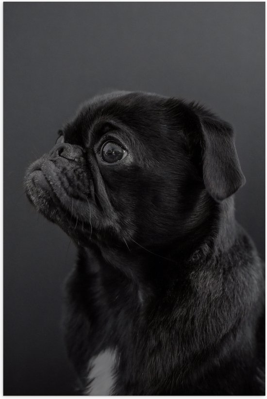 WallClassics - Poster Glanzend – Artistieke Mopshond / Pug - 80x120 cm Foto op Posterpapier met Glanzende Afwerking