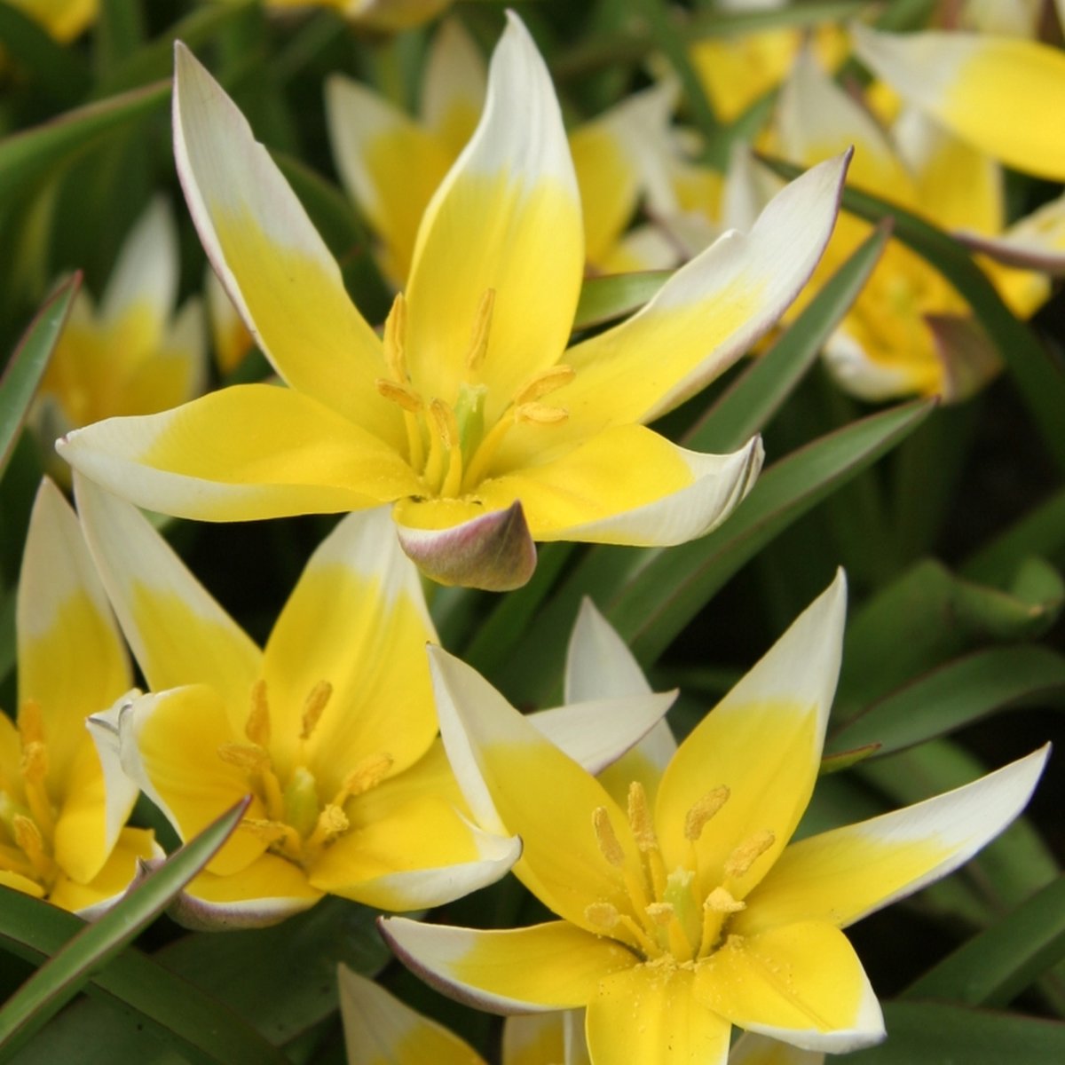 Tulp Tarda | 10 stuks | Specie | Geel | Tulpenbollen