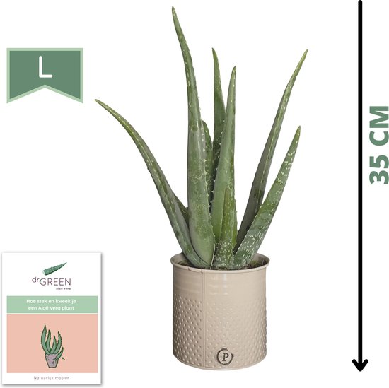 Dr. Green® Zusje Green in Zinc Taupe met kweekhandleiding Aloë vera