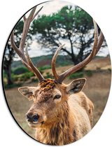 WallClassics - Dibond Ovaal - Hert met Groot Gewei - 21x28 cm Foto op Ovaal (Met Ophangsysteem)