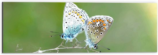 WallClassics - Dibond - Icarusblauwtjes Vlinders op een Takje - 60x20 cm Foto op Aluminium (Met Ophangsysteem)