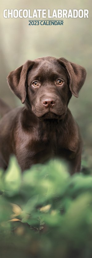 Labrador Retriever Kalender Bruin 2023 Slimline  bol.com