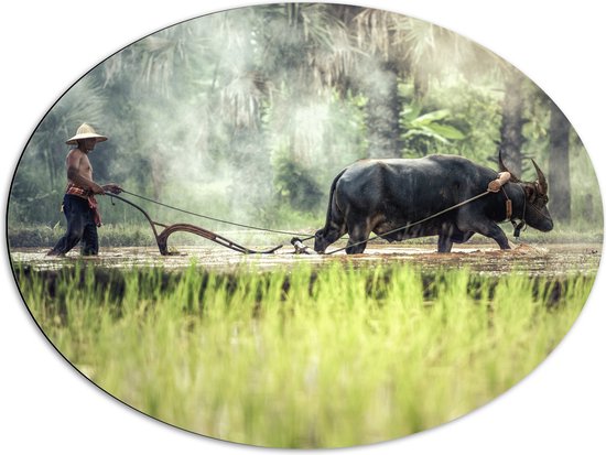 WallClassics - Dibond Ovaal - Aziatische Boer aan het Werk - 80x60 cm Foto op Ovaal (Met Ophangsysteem)