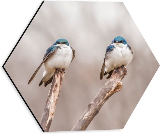 WallClassics - Dibond Hexagon - Twee Blauw Witte Vogels in de Natuur - 30x26.1 cm Foto op Hexagon (Met Ophangsysteem)