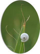 WallClassics - PVC Schuimplaat Ovaal - Wit Slakkenhuis op een Groene Plant - 42x56 cm Foto op Ovaal  (Met Ophangsysteem)