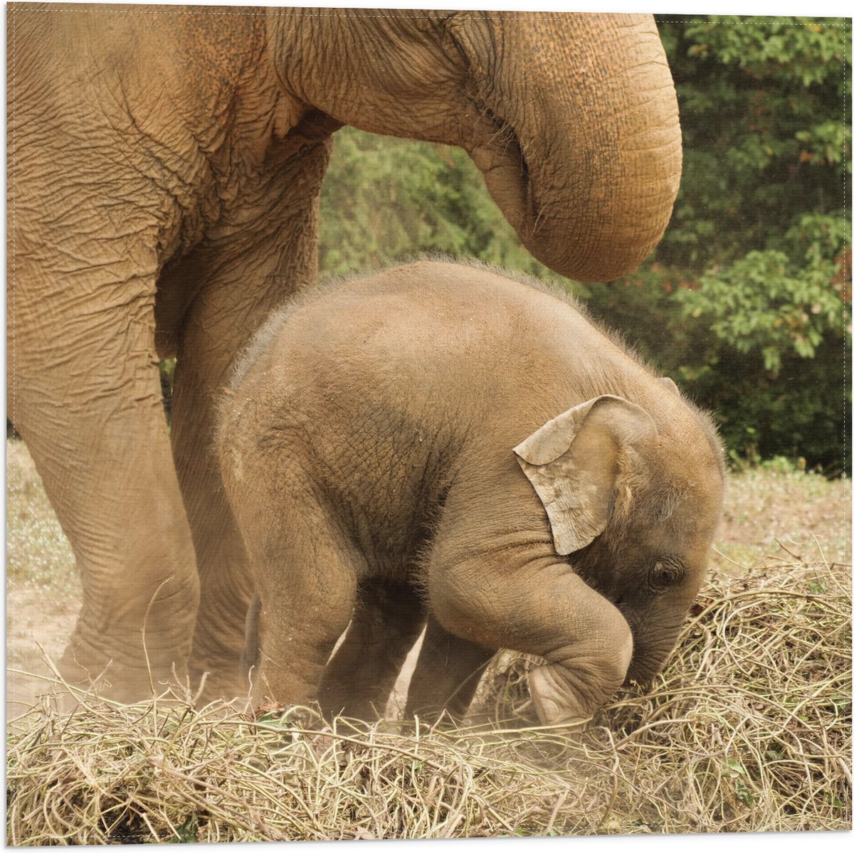 Vlag - Mama Olifant met Baby Olifantje - 50x50 cm Foto op Polyester Vlag