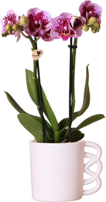 Orchidée El Salvador rose et son pot