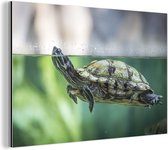 Photo en gros plan de tortue Aluminium 60x40 cm - Tirage photo sur aluminium (décoration murale en métal)