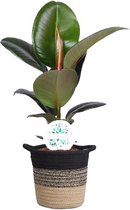 Ficus Elastica Robusta in plantenmand Sumatra - Forever Plants - Groene plant- Hoogte  55 cm