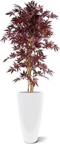 Acer kunstboom 145cm - burgundy