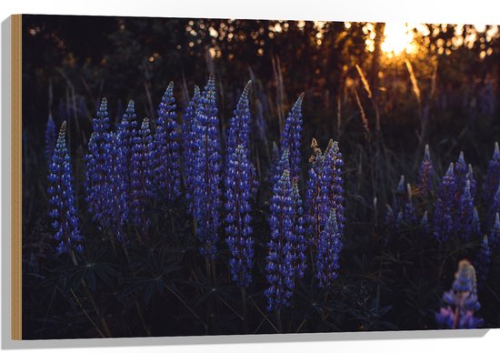 WallClassics - Hout - Blauwe Lupine Plant - 90x60 cm - 12 mm dik - Foto op Hout (Met Ophangsysteem)