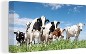 Canvas - Koeien - Koe - Dieren - Natuur - Weiland - Canvas schilderij koeien - 80x40 cm - Wanddecoratie
