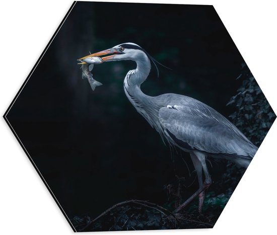 WallClassics - Dibond Hexagon - Blauwe Reiger heeft een Vis Gevangen - 40x34.8 cm Foto op Hexagon (Met Ophangsysteem)