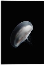 WallClassics - Dibond - Witte Kwal in het Donker - 50x75 cm Foto op Aluminium (Met Ophangsysteem)
