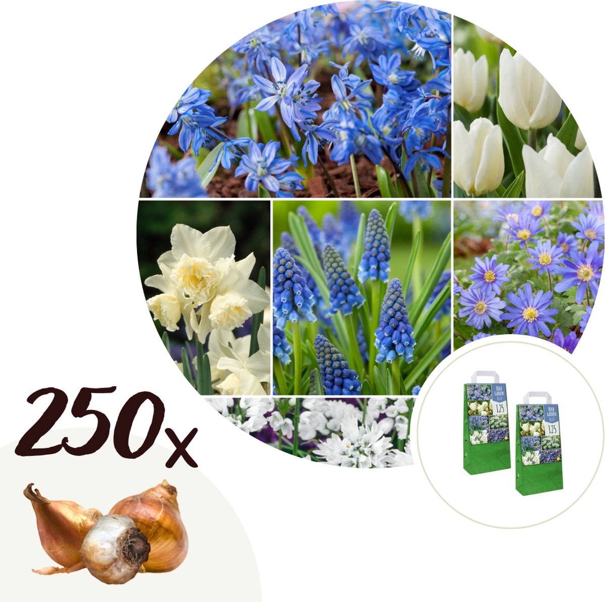 Plant in a Box - Voorjaars bloembollen mix Blue - 250x bloembollen - Combinatie van 6 verschillende soorten bloembollen met blauwe en witte bloemen voor in de tuin - Omtrek bloembollen 10cm