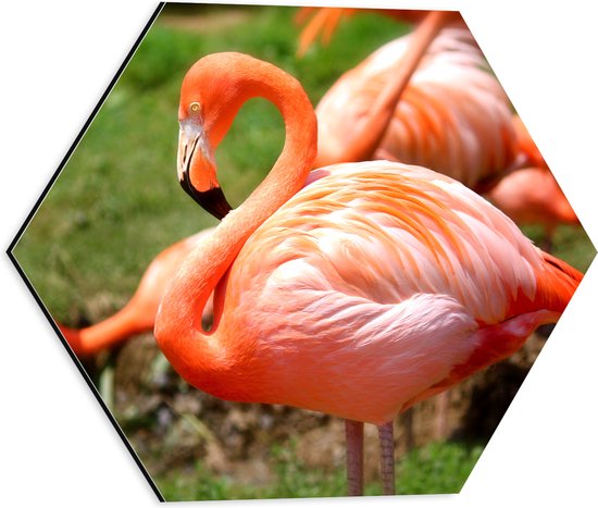 WallClassics - Dibond Hexagon - Close-Up van een Flamingo - 40x34.8 cm Foto op Hexagon (Met Ophangsysteem)