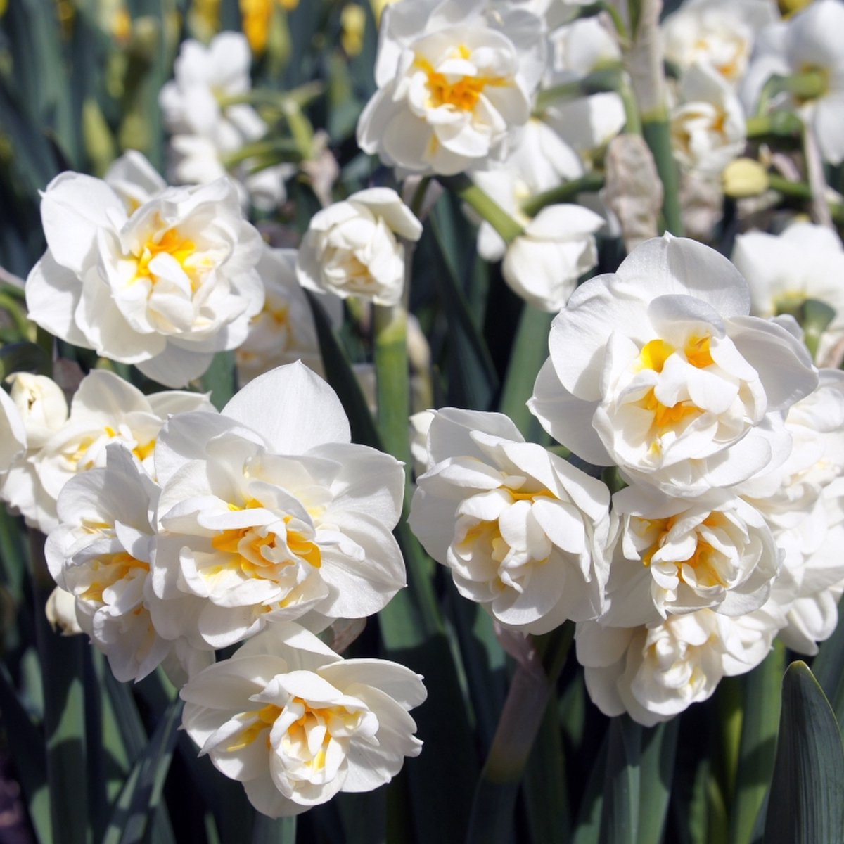Narcis Bridal Crown | 10 stuks | Dubbel | Wit | Narcissenbollen