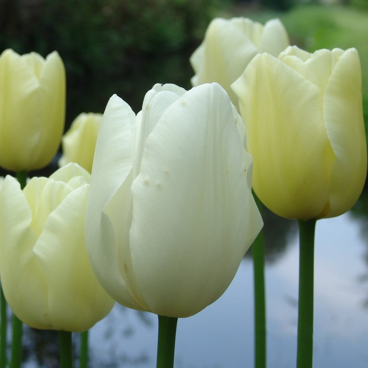 Tulp Maureen | 10 stuks | Enkel laat | Wit | Tulpenbollen