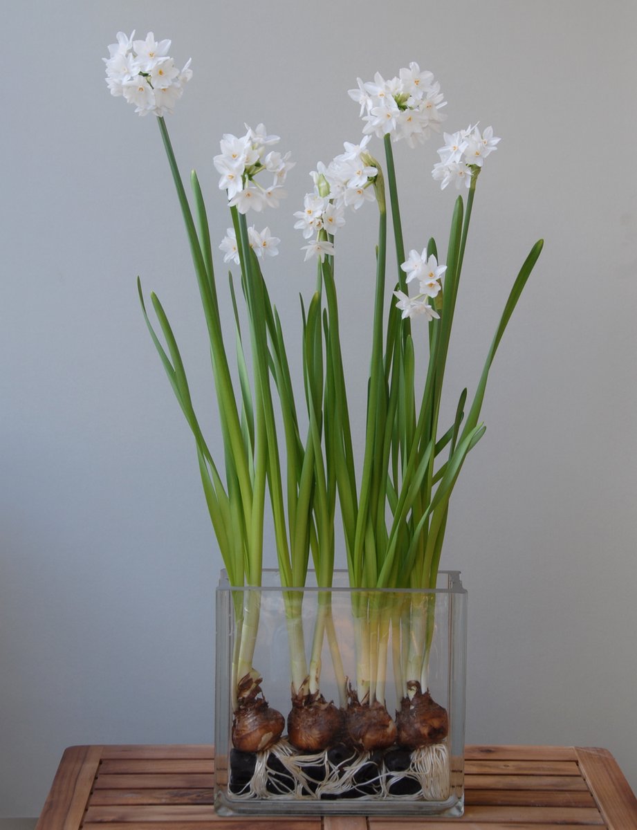 Narcis Ziva | 10 stuks | Tazetta | Wit | Narcissenbollen | Kamerplant